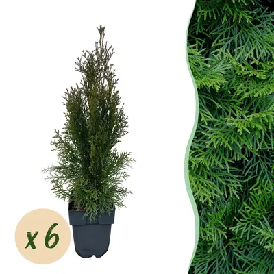 Image de Green boutiQ - Plantes de haie - Thuja occidentalis Smaragd - feuillage vert - 6 plants - 1 mètre linéaire - à feuillage persistant - pot de 17 cm, hauteur 60 cm