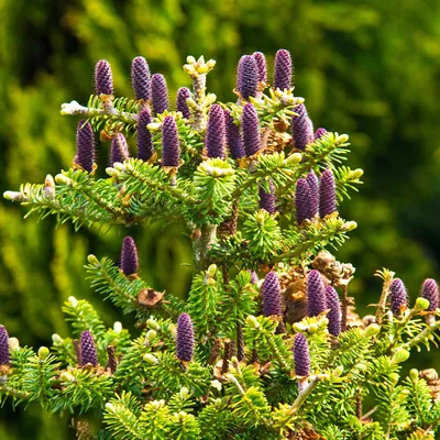 A close-up view of the top of a fir tree with many small purple cones.