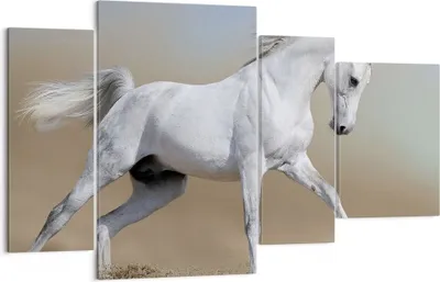 Produktbild von Bild auf Leinwand - Leinwandbild - Pferd weiß Tier - 120x70cm - Wand Bild - Wanddeko - Wandbilder - Leinwanddruck - Bilder - Kunstdruck - Wanddekoration - Leinwand bilder - Wandkunst - DL120x70-0167