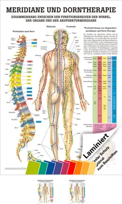 Produktbild von Meridiane u. Dorn Lehrtafel Anatomie 100x70 cm medizinische Lehrmittel
