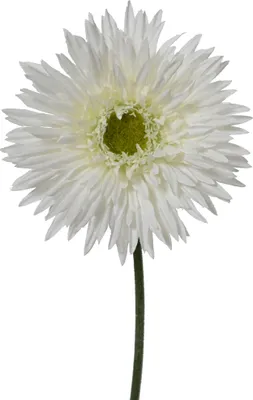 Produktbild von Künstliche Chrysantheme mit Stiel 12x54cm Weiß