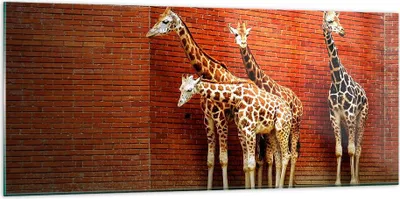Produktbild von Bilder auf glas - Tiere Giraffen Zoo Familie - 120x50cm - Glasbilder - Wandbilder - Kunstdruck - zum Aufhängen bereit - Wanddekoration aus Glas - Glas Bilder - Wandbild auf Glas - GAB120x50-2643