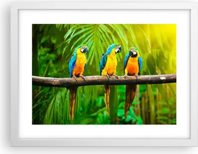 Produktbild von Gerahmtes Poster - Weißer Rahmen - Papageien Collorful Natur Vögel - 40x30 cm - Wand Bild - Wanddeko - Wandbilder - Wandposter - Bilderrahmen - Bilder - Kunstdruck - Wandbild - P2WAA40x30-2696