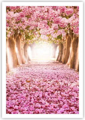 Produktbild von Poster - Poster ohne Rahmen - Baum Blumen Kirsche Natur - 70x100 cm - Wand Bild - Wanddeko - Wandbilder - Kunstposter - Wandposter - Bilder - Kunstdruck - Wanddekoration - Wandbild - P2XPA70x100-2794