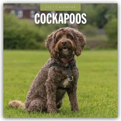 Image de Cockapoos - Calendrier Cockapoo 2027 - Calendrier de 16 mois