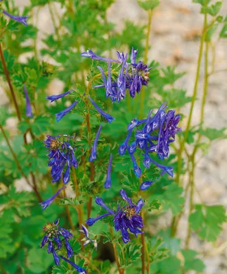Produktbild von Corydalis elata 'Spinners', Lerchensporn, blau, ca. 9x9 cm Topf