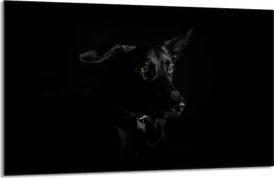 Produktbild von Herdabdeckplatte 80x52cm 1-teilig Glaskeramikkochfeld-Abdeckung Spritzschutz, Hund Schwarz