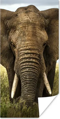 Produktbild von MuchoWow® Poster Elefant - Natur - Gras - Tiere - Landschaft 20x40 cm - Plakat - Foto