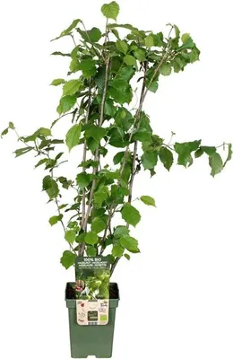 A potted hazelnut plant with green leaves and brown stems, presented against a white background. A label is attached to the pot.