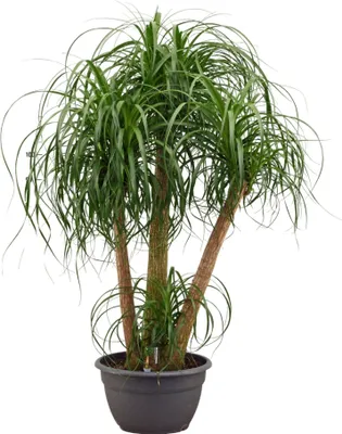 Produktbild von Beaucarnea Elefantenfuß Zimmerpflanze 130cm pflegeleicht Grünpflanze dekorativ