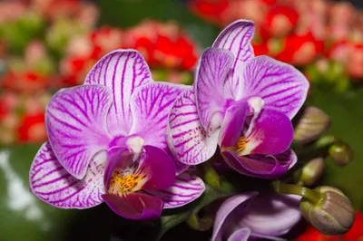 Produktbild von Muralo Fototapete Blumen 180 (B) x 120 (H) cm Vlies Tapete Wandtapeten Orchidee Wohnzimmer Schlafzimmer moderne Wandbilder XXL Pflanzen Natur Wand Dekoration
