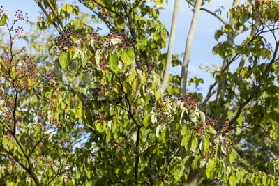 Produktbild von Cornus sanguinea, Roter Hartriegel, 40–60 cm