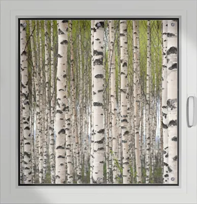 Produktbild von Wallario Lichtschutzbild, Dekorativer Sichtschutz Sonnenschutz 96 x 100 cm mit Motiv: Birkenwald - Baumstämme in schwarz weiß - Verdunklung ohne Bohren