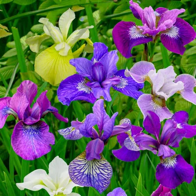 Produktbild von Schwertlilien Winterhart Mehrjährig - Iris Sibirica Kollektion - 5 Wurzeln - Stauden Winterhart Mehrjährig - Nacktwurzel Pflanzen aus Holland - für Garten (kein Samen, Zwiebeln und nicht künstlich)