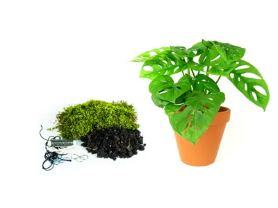Obrázok produktu pre Gardners Kokedama "Vyrob si sám" Monstera adansonii Monkey Mask (L)