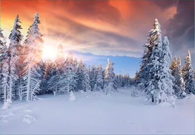 Produktbild von Wallario Fototapete Vliestapete, seidenmatte Oberfläche, einfache Verarbeitung, Größe 300 x 210 cm, Motiv Sonnenaufgang  über  einen  Winterwald