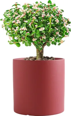 Obrázek produktu pro Keramické květináče pro pokojové rostliny, jednobarevné květináče s drenážním otvorem (červené, 11 cm)