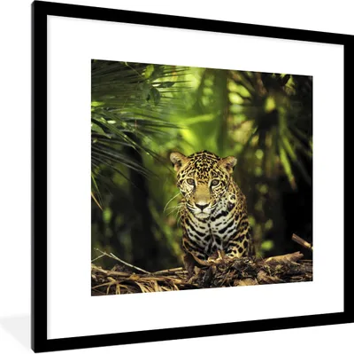 Produktbild von MuchoWow® Gerahmtes Poster Junger Jaguar im Dschungel 40x40 cm - Poster mit Schwarzem Bilderrahmen Wandposter Rahmen Foto Bilder - Poster - Plakat im Rahmen