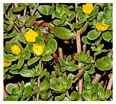 Produktbild von Portulak Samen, Portulaca oleracea, Sommerportulak, Wildgemüse (1000 Samen)