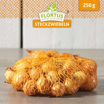 Produktbild von Wintersteckzwiebel Stuttgarter Riesen | Steckzwiebeln von FLORTUS, Menge:250 g
