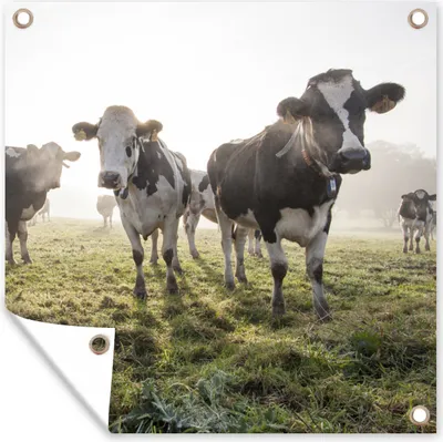 Produktbild von MuchoWow® 100x100 cm Outdoor-Poster Gartendeko Sichtschutz Garten Poster für den Garten  Kühe - Licht - Gras - Tiere