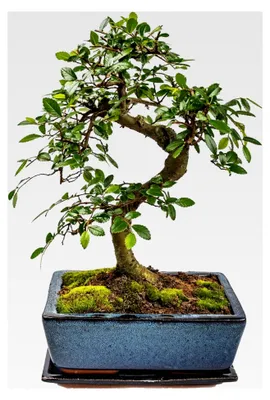 Produktbild von Bonsai-Baum mit Keramiktopf - Chinesische Ulme - ca. 10 Jahre (ca. 30-40 cm hoch)