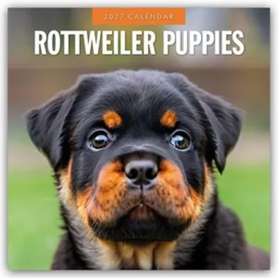 Produktbild von Rottweiler Puppies - Rottweiler Welpen 2027 - 16-Monatskalender