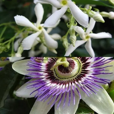 Produktbild von 2er set: 1 x Passionsblume (Blau) + 1 x Sternjasmin (Weiβ) | Immergrün, Duftend und Winterhart - Mehrjärige blühende Kletterpflanzen- 2 X 1,5 L.Töpfe