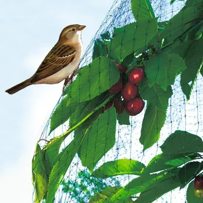 Produktbild von EASYNET Vogelschutznetz