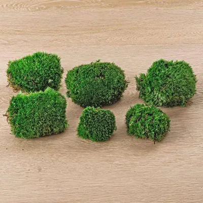 Produktbild von Lebendes Kissenmoos - pflegeleichter Flaschengarten im Glas, Pflanzen Terrarium
