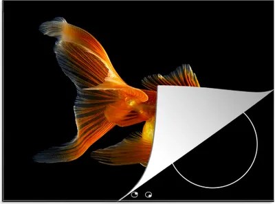 Produktbild von KitchenYeah© Herdabdeckplatte Goldfisch - Tiere - Schwarz , 58x51cm, Küche Deko, Glaskeramikkochfeld Herdabdeckung, Abdeckplatte fùr Kochfeld