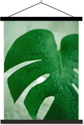 Produktbild von MuchoWow® Textilposter Nahaufnahme von Tröpfchen auf einem Blatt der Käsepflanze (Monstera deliciosa) 90x120 cm mit schwarzem Rahmen - Dekoration