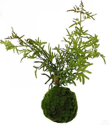 Produktbild von Kunstpflanze Farn-Busch Flora
