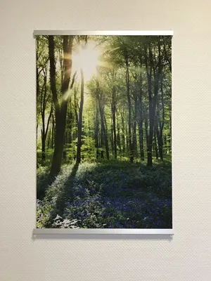 Produktbild von Pokemon - Pokémon - Poster - Hoenn Pokemon englisch + 2 St Posterleisten Alu 63 cm