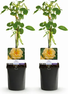 Produktbild von GreenboutiQ - Kletterrose - Rosa Spring Queen - Blüte Gelb - Pflegeleicht - 2 Pflanzen - Topf 11cm Höhe 40cm