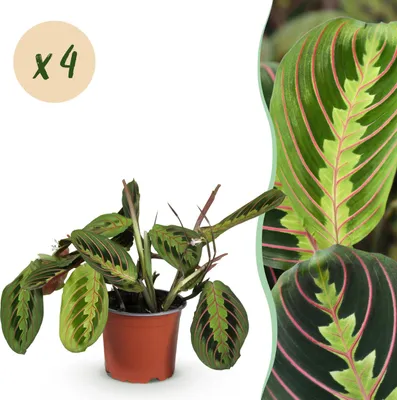 Zdjęcie produktu dla Maranta Fascinator Tricolour - roślina modlitewna - przyjazna dla zwierząt - zielona - 4 rośliny - 30-35cm - Ø12cm - Roślina doniczkowa - Zimozielony
