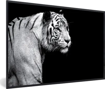 Produktbild von MuchoWow® MuchoWow® Gerahmtes Poster Studioaufnahme eines weißen Tigers auf schwarzem Hintergrund 60x40 cm - Poster mit zchwarzem Bilderrahmen - Printing - Wanddeko Schlafzimmer