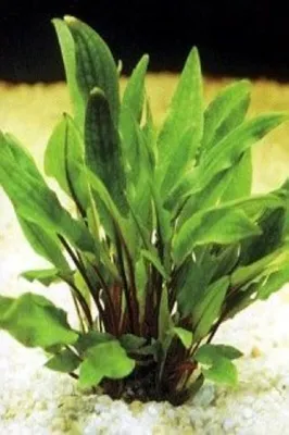 Produktbild von Cryptocoryne lutea Wasserkelch Wasserpflanze Aquarium