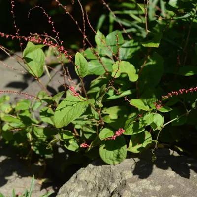 Zdjęcie produktu dla Persicaria amplexicaulis Speciosa – 12 roślin, średnica 9 cm, wysokość 10–25 cm, odporne na zimę