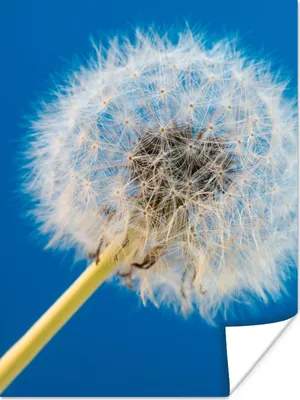 Produktbild von MuchoWow® Poster Löwenzahn - Blume - Terrasse 90x120 cm - Wohnzimmer