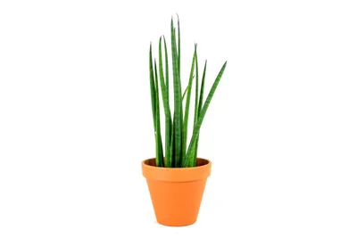 Obrázok produktu pre Gardners Sansevieria bacularis, priemer 10 cm