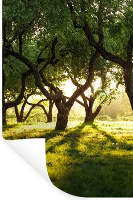 Produktbild von MuchoWow® Wandtattoo Wandsticker Wandaufkleber Bäume - Natur - Sonne 60x90 cm Selbstklebend und Repositionierbar - Sticker - Dekorfolie