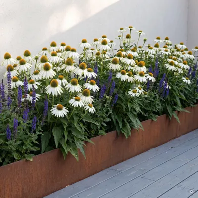 Produktbild von Stauden Gänge 1 x Echinacea purpurea 'PowWow White' - Weißer Purpur-Sonnenhut, 40-60 cm - winterhart, mehrjährig, 9x9 cm Topf