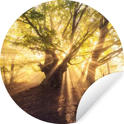 Produktbild von MuchoWow® Runde Wandtattoo - Wandsticker Tapete Aufkleber Baum - Wald - Sonne Ø 100 cm Selbstklebend und Repositionierbar - Wandaufkleber - Kreis - Tapetenkreis - Wandbild rund - Schlafzimmerdekoration - Wanddeko - runde Tapete - Kunst für zu Hause