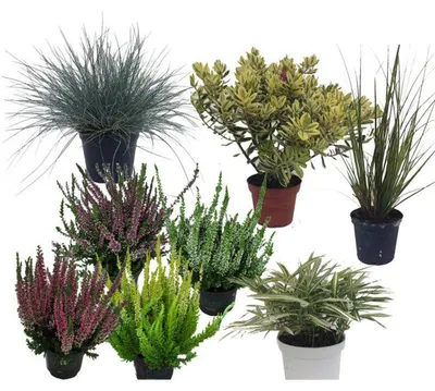Produktbild von Enseleits Herbstbalkonset, Calluna vulgaris, Blauschwengel, Gräser, Veronica