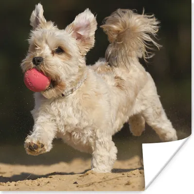 Produktbild von MuchoWow® Poster Ein Malteser mit einem roten Ball 50x50 cm - Wohnzimmerdekoration
