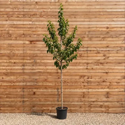 Produktbild von Reneklode Reine Claude Verte 300-350 cm, Stammumfang 12-14 cm - Prunus domestica Hochstamm