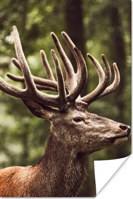 Produktbild von MuchoWow® Poster Hirsch - Natur - Geweih - Wald - Tiere 80x120 cm - Papierdruck