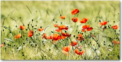 Produktbild von Tulup® Glas-Bild - 100x50 -Wandkunst - Wandbild hinter gehärtetem Sicherheitsglas  - Blumen & Pflanzen - Mohnblumen - Rot