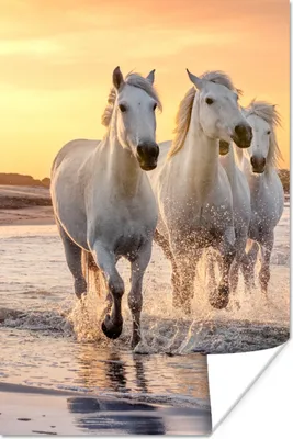 Produktbild von MuchoWow® Poster Pferde - Sonne - Meer - Strand - Tiere 120x180 cm - Kunstposter